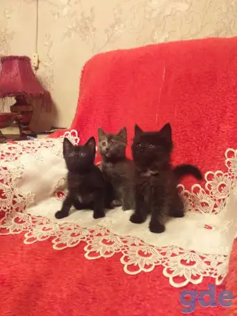 Котята в хорошие руки, фотография 1