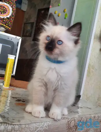 КОТЯТА  РЭГДОЛЛ, фотография 2