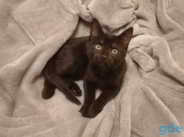 Черный котенок 3 мес. мальчик, фотография 1