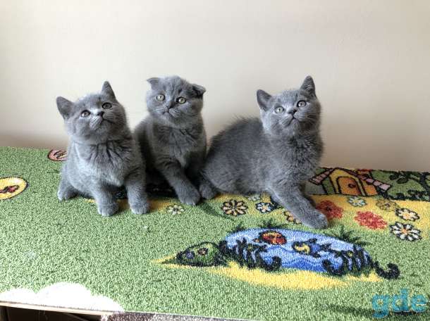 Шотландские котята, фотография 2