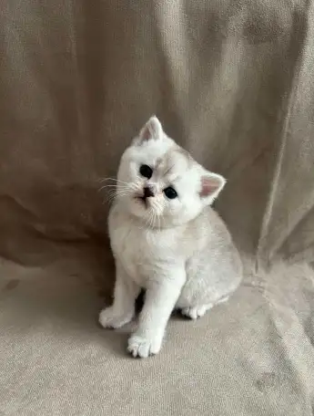 Шотландские вислоухие котята, фотография 1