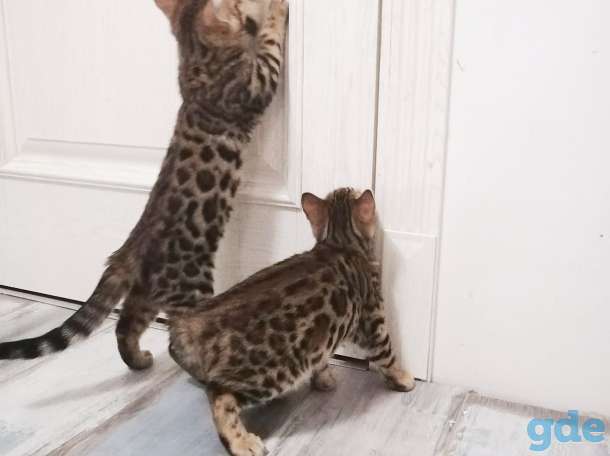 Котята бенгальские, фотография 8