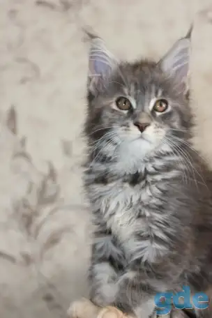 4 Котенок Мейн кун, фотография 1