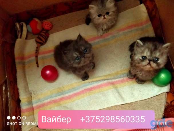 Персидские котята экстремального типа чистокровные.Персы.Котята., фотография 5