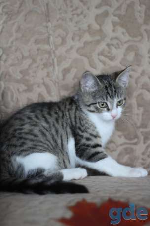 Котенок ищет дом, фотография 1