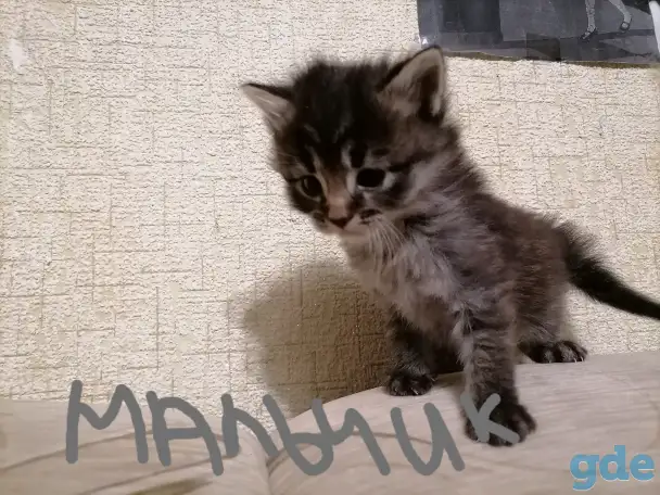 Котята, фотография 4