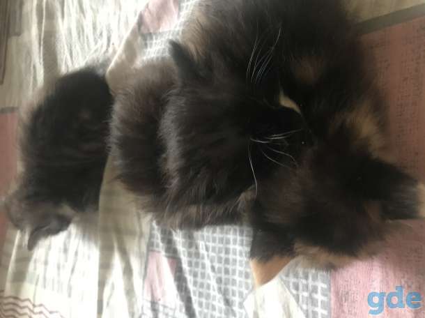 Дарю котят, фотография 3