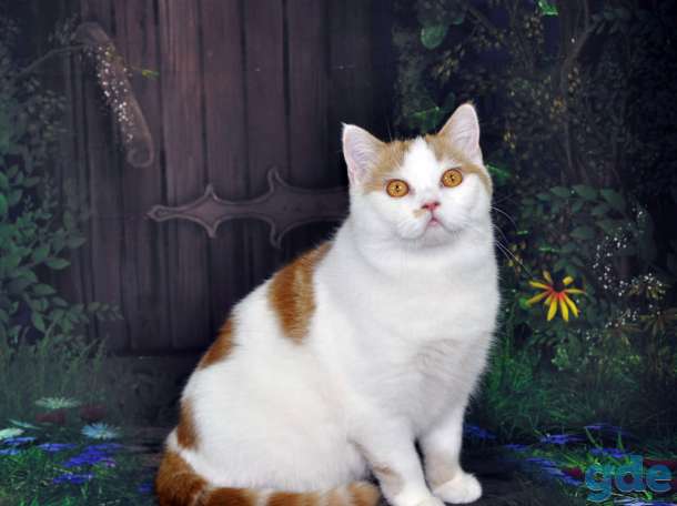 Котики шотландской породы, фотография 5