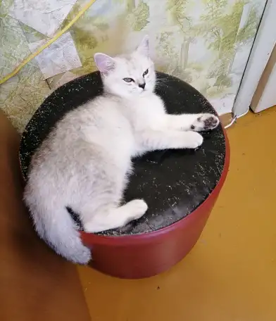 Британские серебристые котята, фотография 2