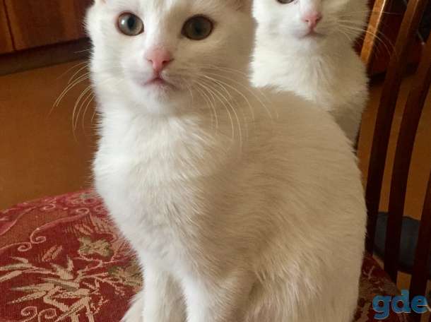 Милашки, фотография 1