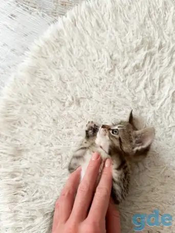 Котёнок, фотография 4