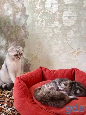 Открыта бронь, шотландские котята, родословная WCF, фотография 3