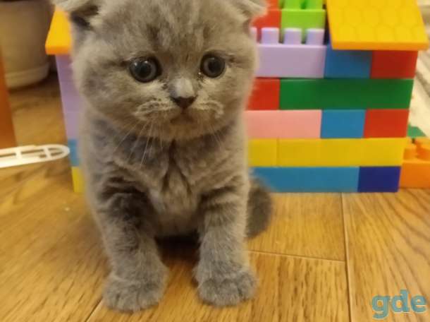 Продажа шотландских котят, фотография 4