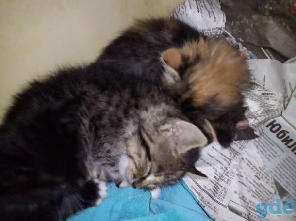 Отдам котят в хорошие руки, фотография 2