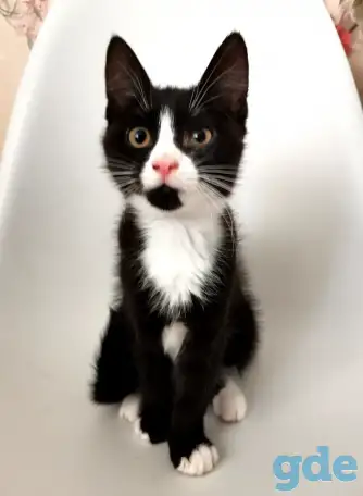 отдам котят, фотография 4