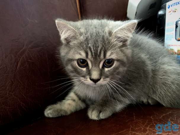 Шотландские котята Скоттиш-страйт, фотография 2