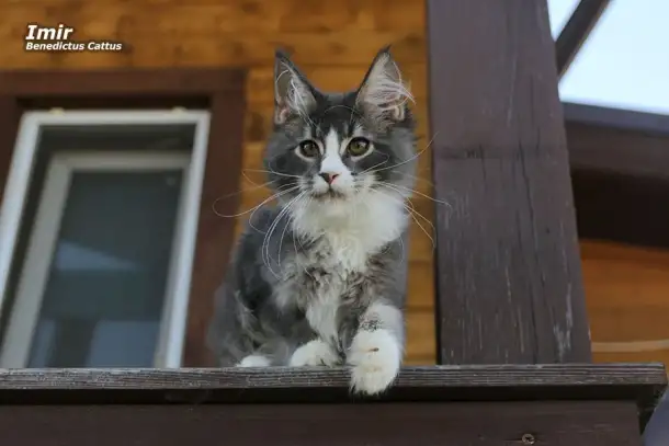 Мейн-кун  котёнок  мальчик, фотография 6
