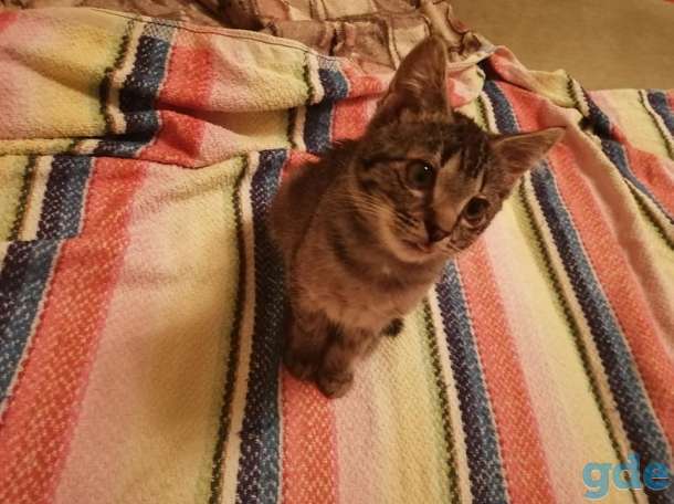 котенок, фотография 1