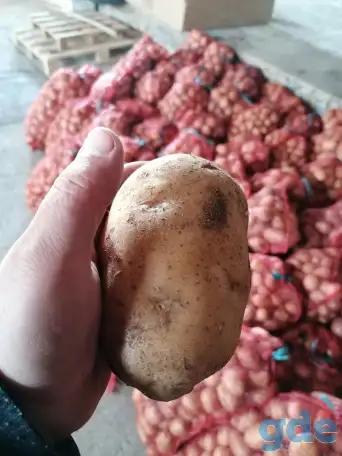 Картофель продовольственный, фотография 1