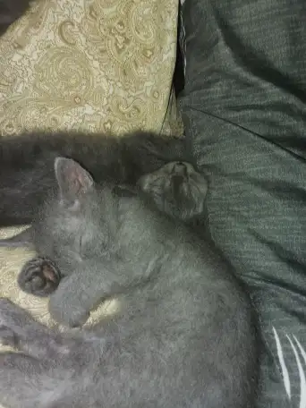 Отдам двух котят мальчика и девочку., фотография 3