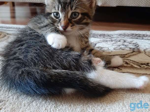 Котята в добрые руки, фотография 3