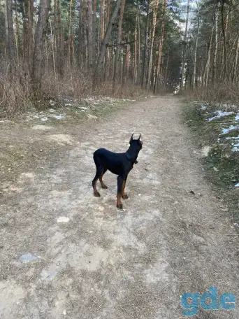 Доберман, фотография 2