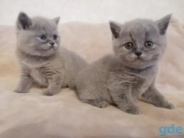 Котята Британские, фотография 8