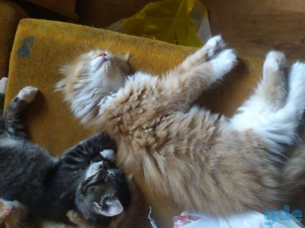 Котята, фотография 4