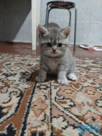Шотландские котята, фотография 2