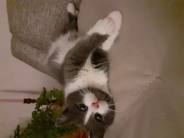 Отдам котят, фотография 3