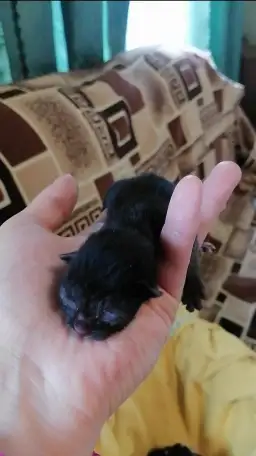 Котята в дар, фотография 2