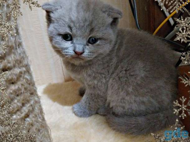 Шотландские котята, фотография 4