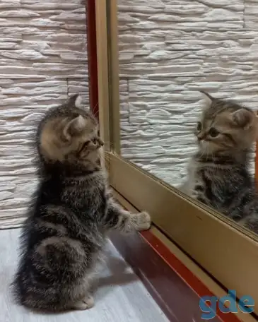 Британские котята, фотография 5