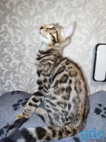 Бенгальские котята, фотография 4