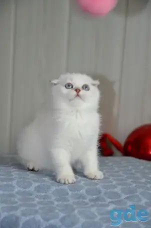 Шотландские котята, фотография 3