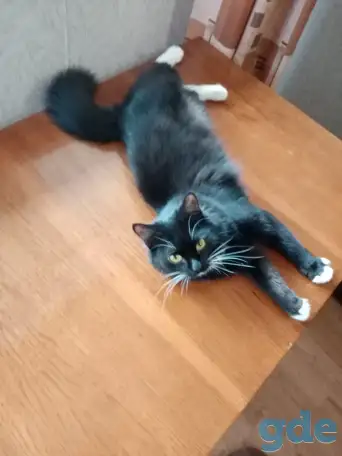 Черная кошка Санта ищет семью!, фотография 4