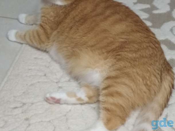 Отдам рыжего котёнка в хорошие руки, фотография 4