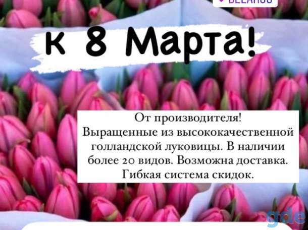 Тюльпаны к 14 февраля и 8 марта, фотография 1