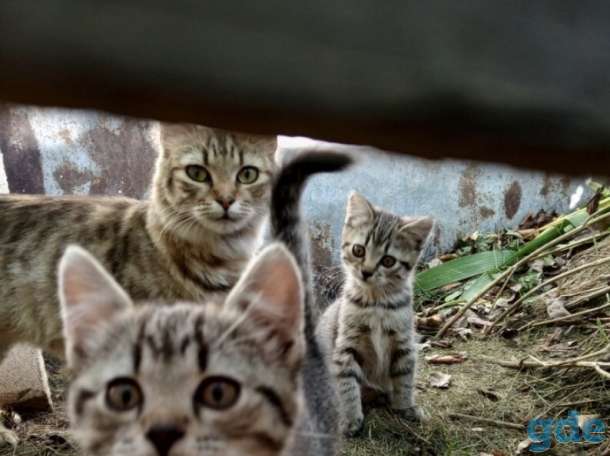 Котята в дар, фотография 1