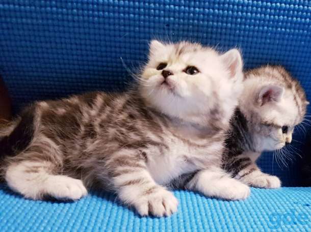 Шикарные, котята,от титулованных,родителей!, фотография 8