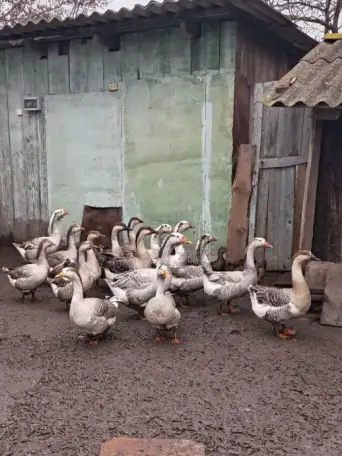 Продам молодняк гусей, фотография 3