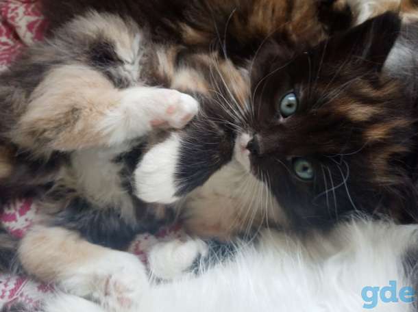 Отдам в надежные руки котят, фотография 1