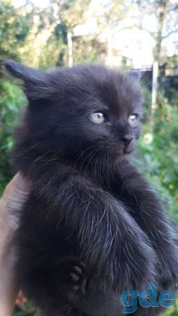 Котенок ищет дом, фотография 1