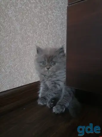 Британские котята, фотография 3