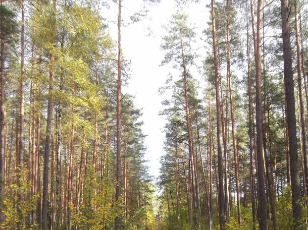 Участок с домом в красивейшем уголке природы., фотография 2