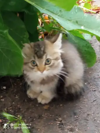 Нежный котенок Лёва ищет дом!, фотография 5