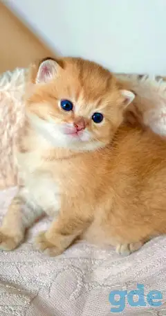 ЗОЛОТАЯ ШИНШИЛЛА шотландские котята, фотография 2