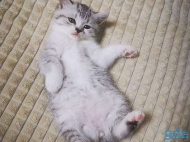 Шотландская кошечка, фотография 4