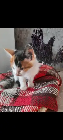 Котята в добрые руки, фотография 2