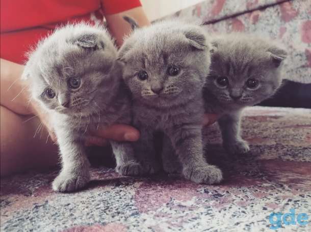Шотландские котята, фотография 2